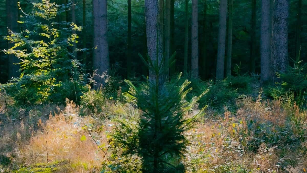 Så samarbetar Pinterest influencers i Sweden med japanska varumärken
