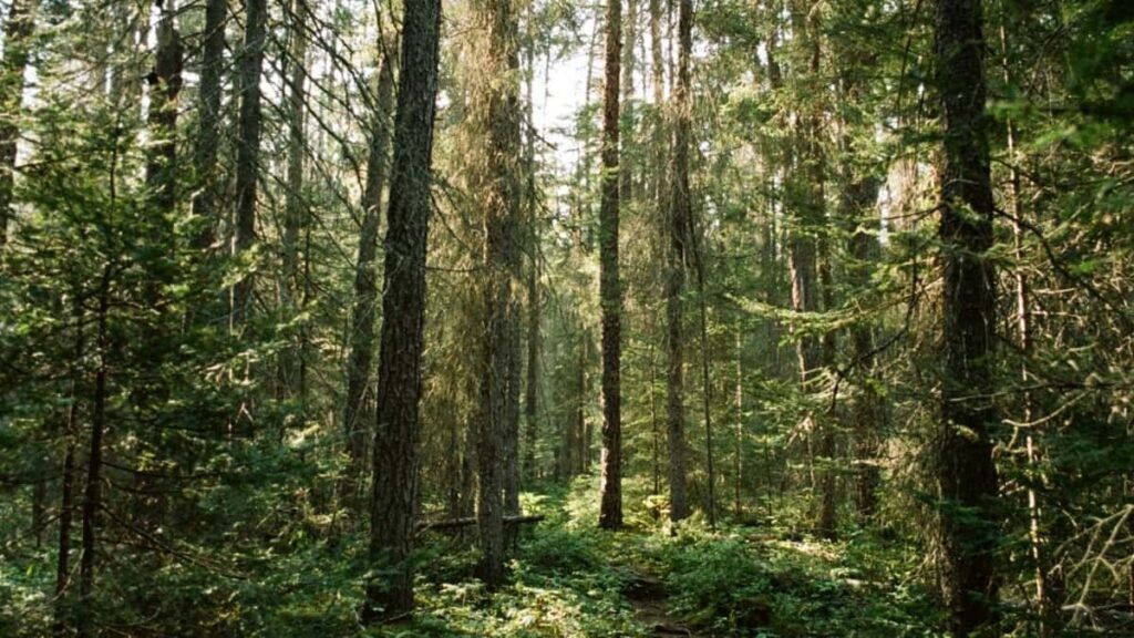 Så kan YouTube influencers i Sweden samarbeta med varumärken i Canada