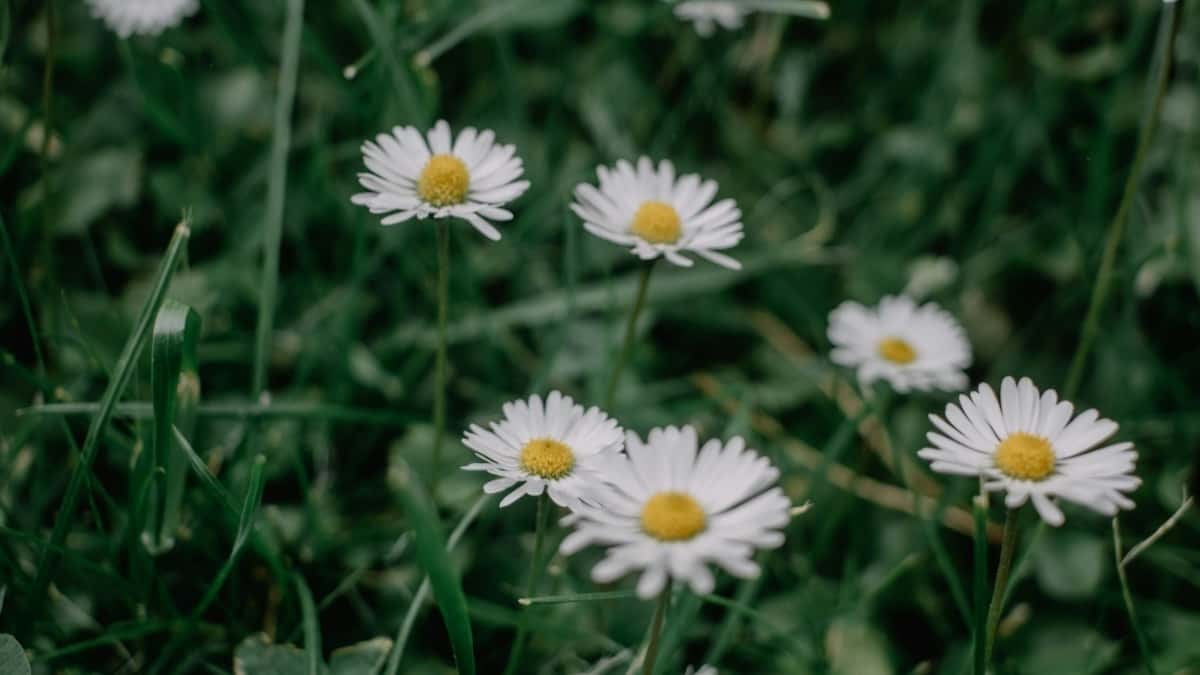 Så samarbetar Instagram influencers i Sweden med australiska varumärken