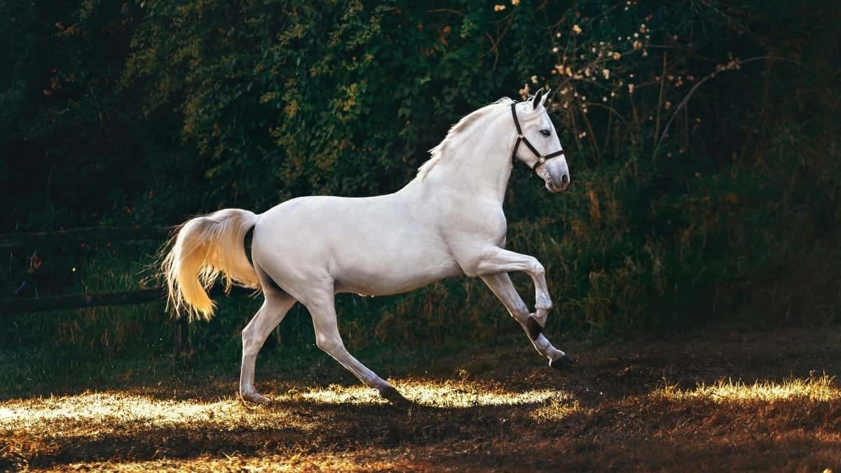 Hur svenska kreatörer kan bli Pinterest-ambassadörer – med en twist från Mongoliet