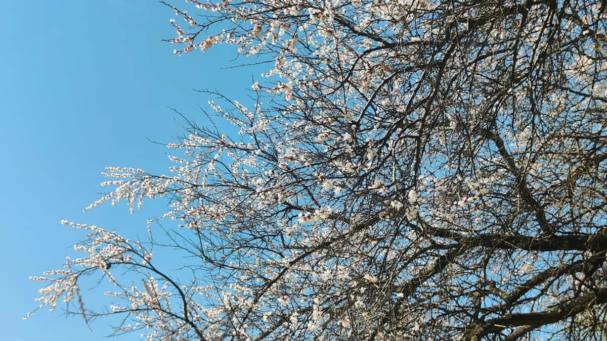 Swedish Creators: Land North Macedonia Brands on OnlyFans