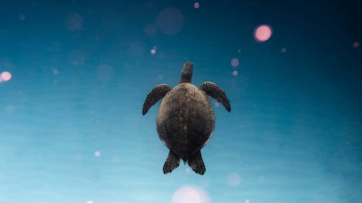 Svenska annonsörer: Hitta Taobao creators från Island
