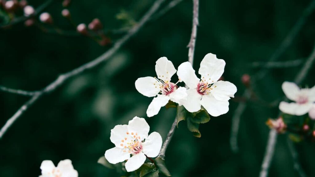 Praktisk guide for svenska annonsorer om hur man hittar och samarbetar med iranska Instagramskapare for livestreaming, med taktiska steg, riskbedomning och verktyg.