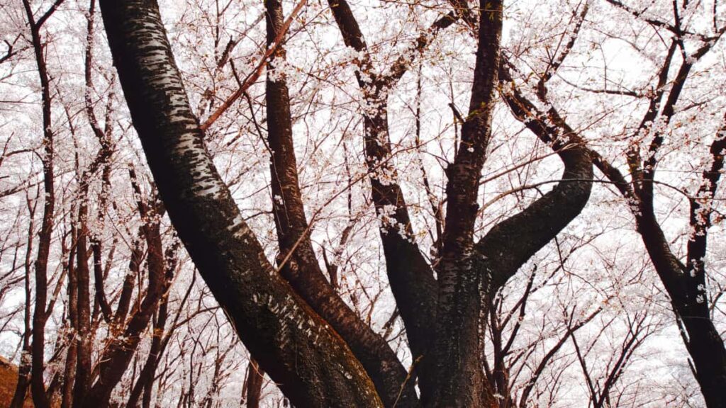 Praktisk guide for svenska annonsorer: hur du hittar, vetar och aktiverar Twitterkreatorer som driver produktkannedom internationellt.