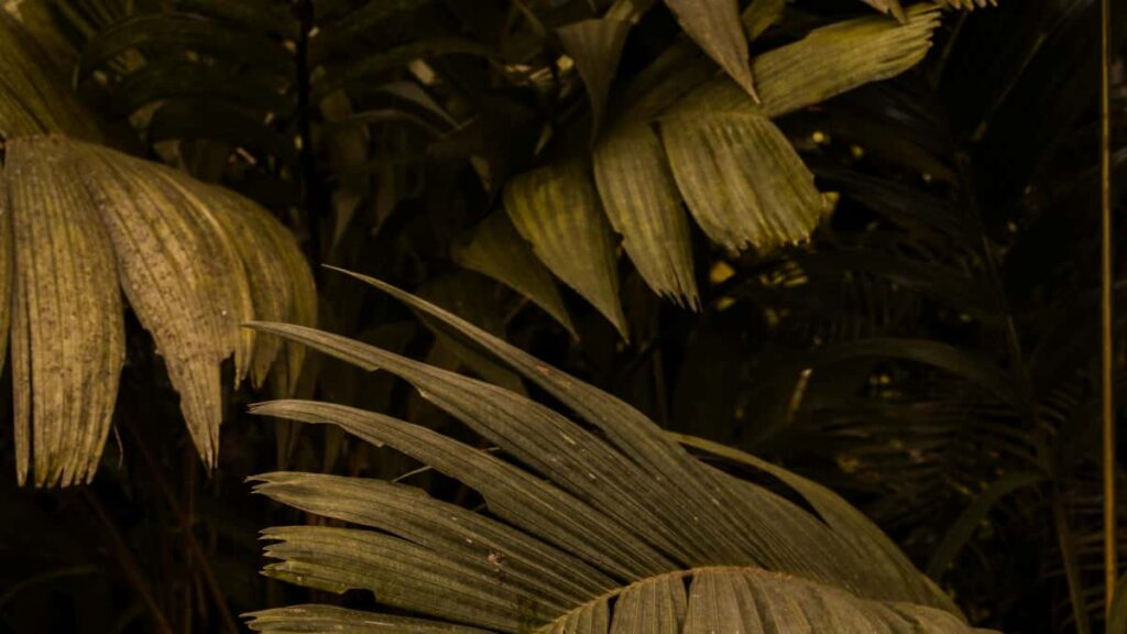 Praktisk guide for svenska annonsorer: hur du hittar och aktiverar danska Ropososkapare for att oka rackvidd for halsosamma livsstilsvarumarken.