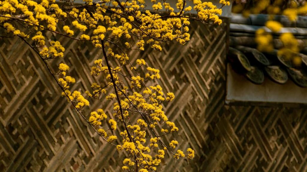 Praktisk guide for svenska micro- och nano-creators: hur du hittar, pitchar och landar seedingprogram med islandska varumarken via KakaoTalk konkret taktik och exempel.